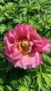 The Paeonia 'Julia Rose' Peony Rose 8" Pot showcases a pink peony in full bloom, elegantly encircled by lush green leaves.
