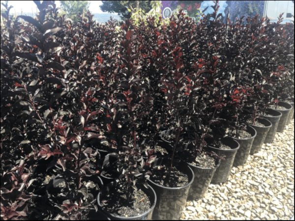 Lagerstroemia 'Diamonds In The Dark®' (Red Hot) Crepe Myrtle 8" Pot