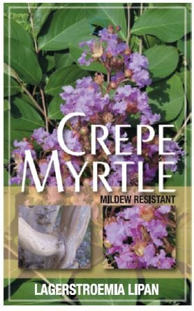 Promotional image of a Lagerstroemia 'Lipan' Crepe Myrtle plant featuring vibrant purple flowers and a label stating "mildew resistant." A small photo shows