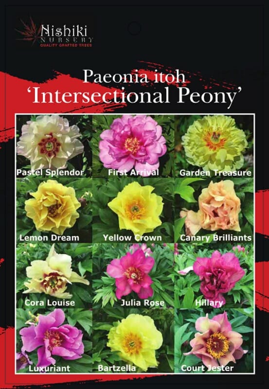 A chart from Nishiki Nursery depicting various 'Paeonia 'Lemon Dream' Peony Rose 8" Pot' cultivars, including names and images of peonies such as Paeonia 'Lemon Dream', Pastel Splendor, First Arrival, Garden Treasure, Yellow Crown, and more—all beautifully showcased in an 8" pot.
