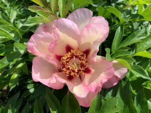The Paeonia 'Pastel Splendour' Peony Rose in an 8" pot features pink and white petals with a dark red center, yellow stamens, and is elegantly framed by green leaves.