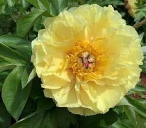 In full bloom, the Paeonia 'Yellow Crown' Peony Rose in an 8" pot captivates with its vibrant petals amid lush green leaves.