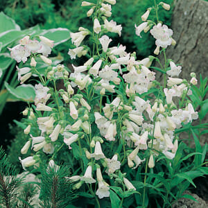 A cluster of white Penstemon 'Swan Lake' 4" Pot flowers blooming among green leaves in a garden setting.
