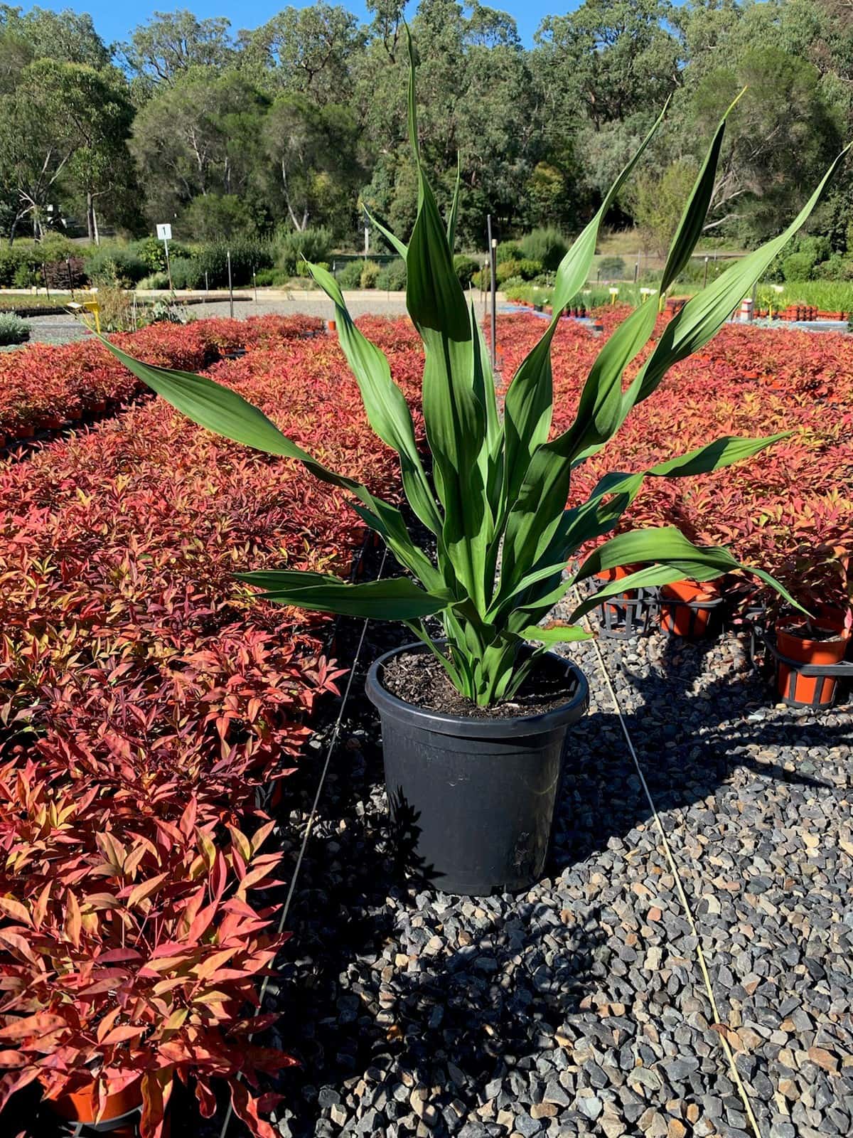 Doryanthes 'Gymea Lily' 12" Pot