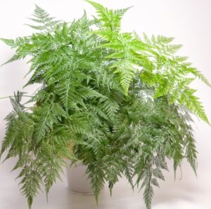 Davallia 'Rabbit's Foot Fern' White 8" (Hanging Basket)