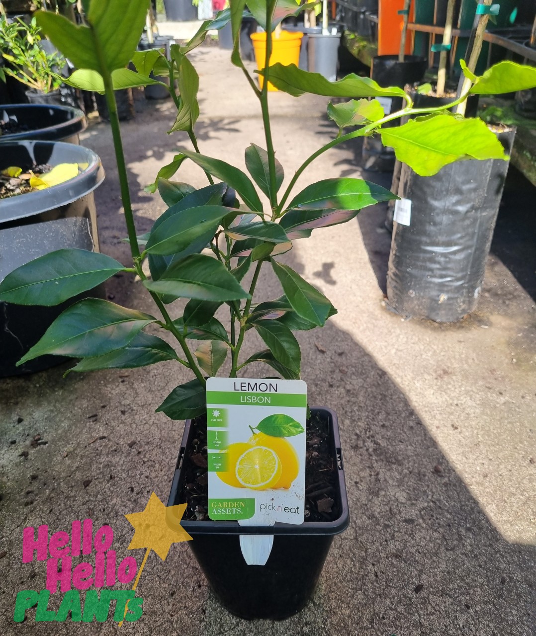 Citrus Lemon Tree 'Lisbon' 2L Pot