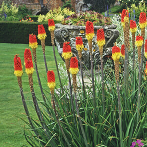 Colorful red and yellow Kniphofia 'Traffic Lights' 6" Pot bloom in a lush garden with a decorative stone urn and manicured lawns in the background.