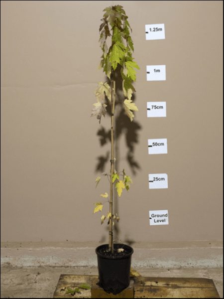 An Acer 'Silver' Japanese Maple 8" Pot stands against a wall with height markers at 25 cm intervals, from ground level up to 1.25 m, showcasing its growth.