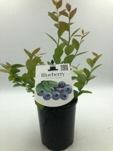 Vaccinium 'Blue Rose' Blueberry 6" Pot