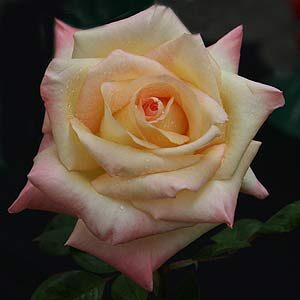 A close-up photo of a Rose 'Diana Princess of Wales' with dew drops on its petals, set against a dark background.