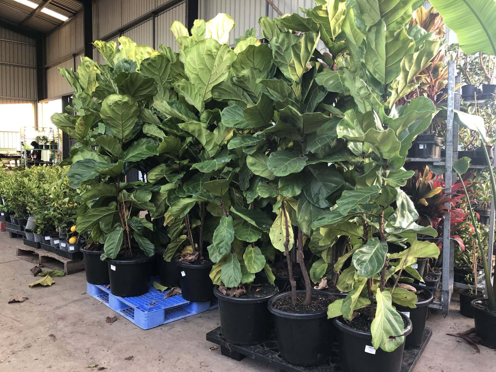 Ficus 'Fiddle Leaf Fig' 16" Pot