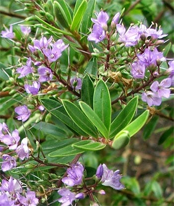 Close-up of a Hebe 'Beverly Hills™' plant with clusters of small purple flowers and elongated green leaves, radiating the vibrant charm of a Beverly Hills™ garden.