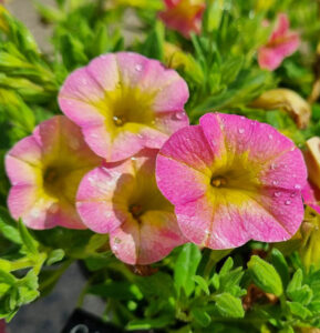 Calibrachoa Callie® 'Pink Morn' 6" Pot