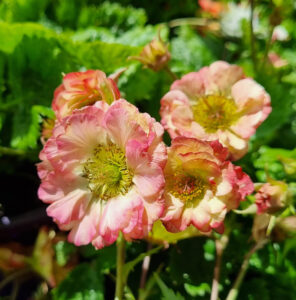 Geum JAZZY™ 'Pretticoats Peach' 6" Pot
