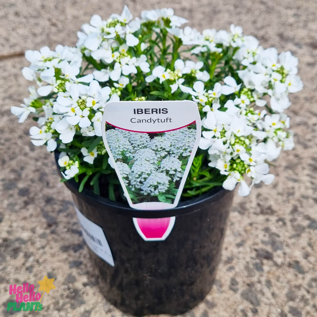 Iberis 'Candy Tuft' 6" Pot