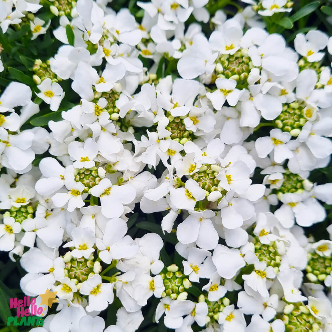 Iberis 'Candy Tuft' 6" Pot