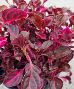 Iresine 'Neon Pink™' 6" Pot
