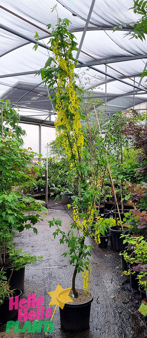 Laburnum 'Golden Chain Tree' 13" Pot