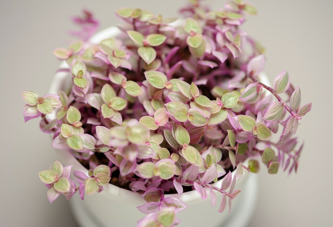 Callisia 'Pink Panther' 5" Pot