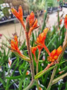Close-up of vibrant orange and yellow Anigozanthos 'Amber Velvet™' Kangaroo Paw flowers with green leaves, set against a softly blurred background of other potted plants.
