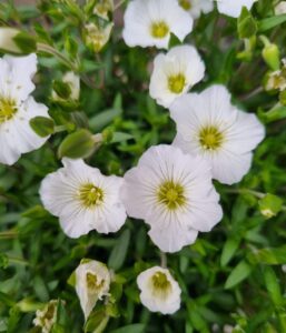 Close-up of Arenaria 'Mountain Sandwort' showing several small white flowers with yellow-green centers and green leaves in the background.