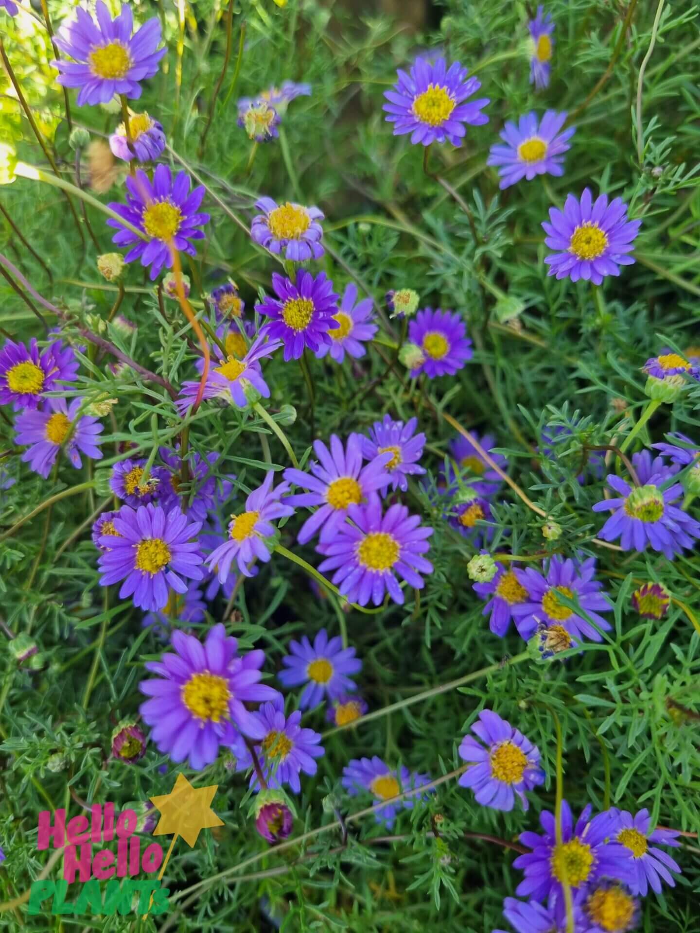 Brachyscome 'Cut-Leaf Daisy Purple' 6" Pot
