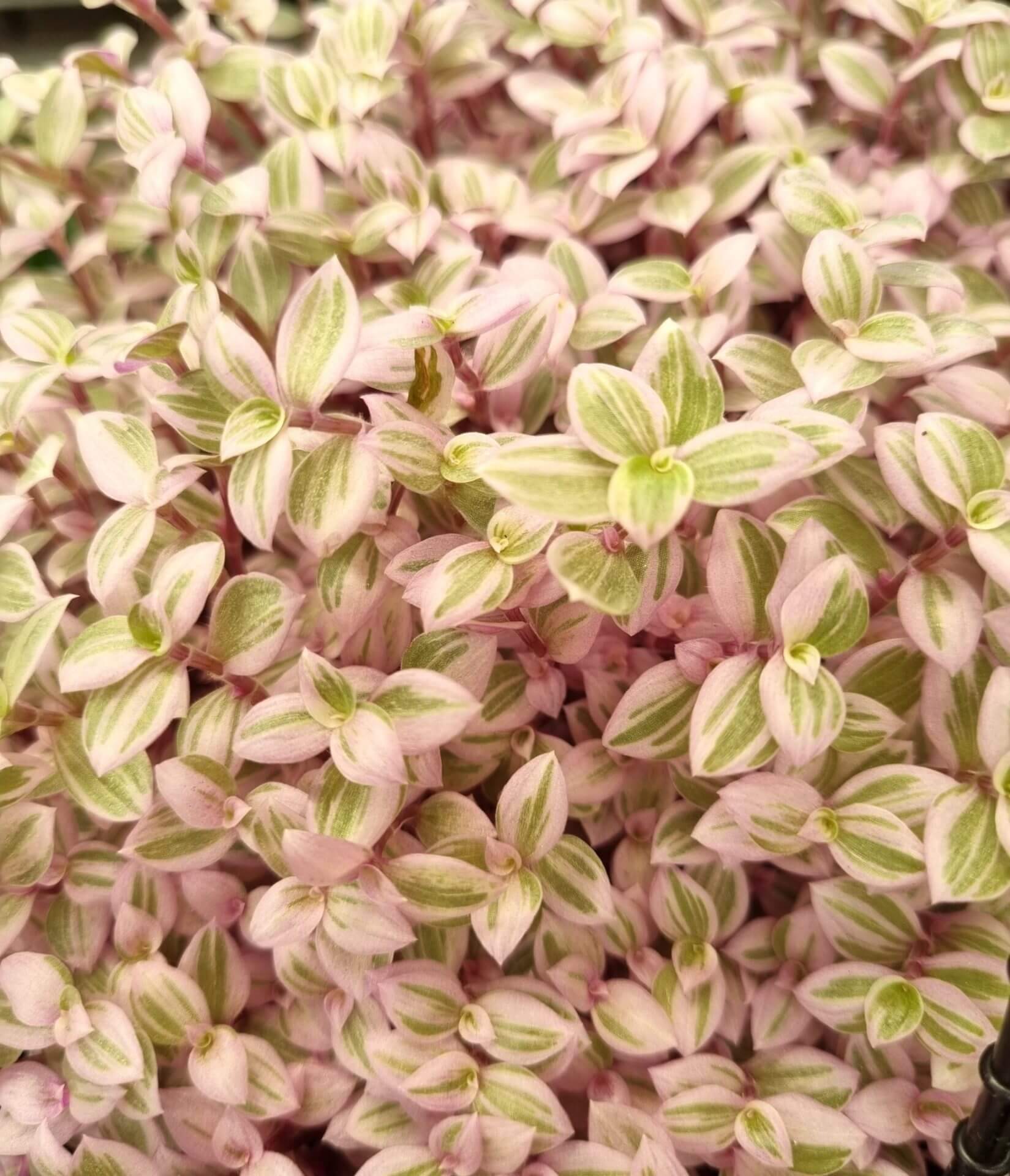 Callisia 'Pink Panther' 5" Pot