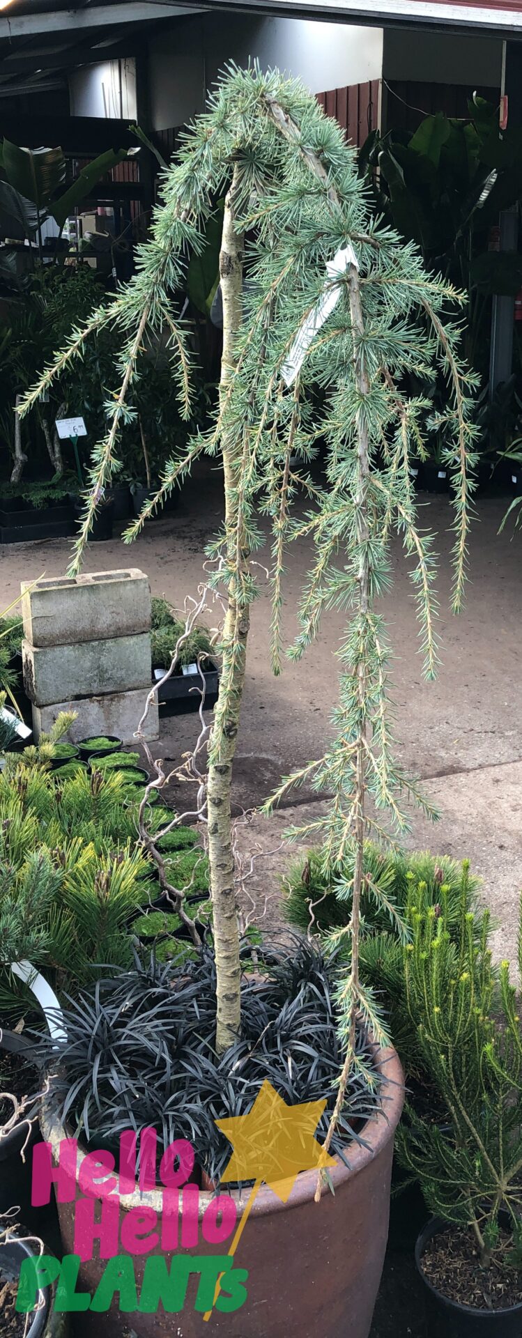 Cedrus 'Blue Atlas Cedar' Weeping 100L Pot