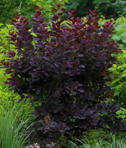 The Cotinus 'Royal Purple' Smoke Bush features dense, dark purple leaves and reddish new growth, making it a striking highlight among green foliage in the garden.