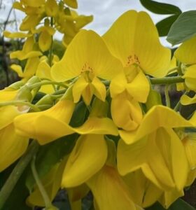 Close-up of Laburnum 'Golden Chain Tree' displaying bright yellow flowers and green leaves against an overcast sky.