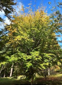A Parrotia 'Persian Witchhazel' tree with dense green foliage and some yellowing leaves stands in a grassy area beneath a bright blue sky.