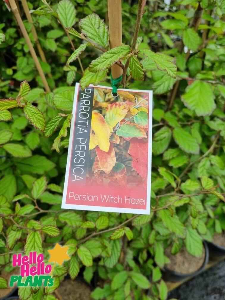 Parrotia 'Persian Witchhazel'