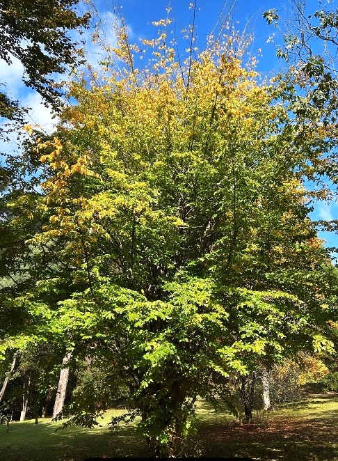 A Parrotia 'Persian Witchhazel' tree with dense green foliage and some yellowing leaves stands in a grassy area beneath a bright blue sky.