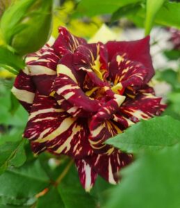A close-up of Rose 'Abracadabra', featuring deep red petals accented with yellow streaks and surrounded by green leaves.