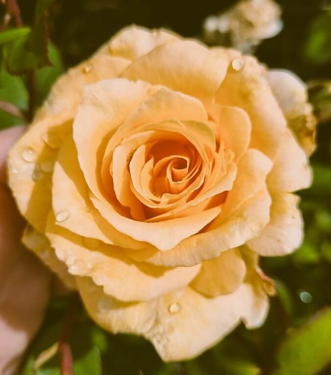 A close-up of Rose 'Cappuccino' in bloom showcases its pale yellow petals with water droplets, set against a blurred green background.