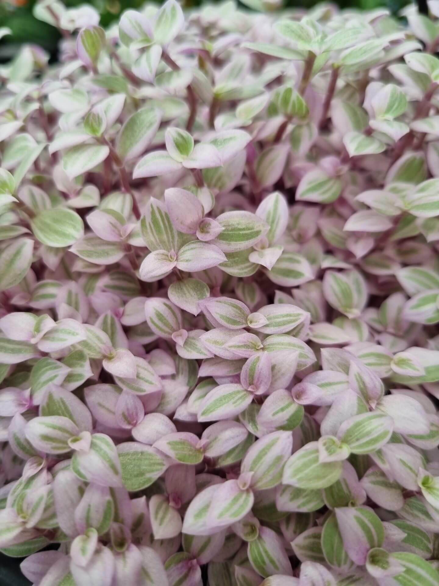 Close-up of Callisia 'Pink Panther' shows a dense cluster of small, oval leaves with light green and pink stripes and purple undersides.