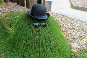A Casuarina 'Cousin It' bush with a rounded top is playfully decorated with a black bowler hat and sunglasses, giving it a fun, human-like look.