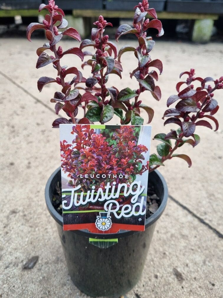 Leucothoe 'Twisting Red®' 6" Pot