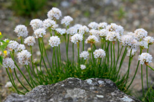 A cluster of Armeria 'Sea Thrift' White flowers with long green stems grows from grassy ground, set behind a gray rock against a soft-focus outdoor background.