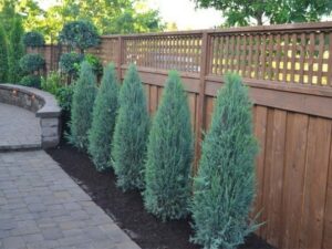 Juniperus 'Blue Arrow'