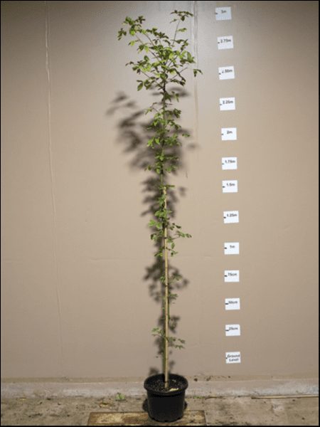 A tall Laburnum 'Golden Chain Tree' in a 13" pot against a wall with measuring tape and labels showing growth increments.