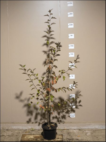 A Malus ioensis 'Red Flowering Crab Apple' 12" Pot is placed against a wall with a height measurement scale. The height markers range from 0.5 meters to 2 meters, and the tree reaches approximately 1.8 meters.
