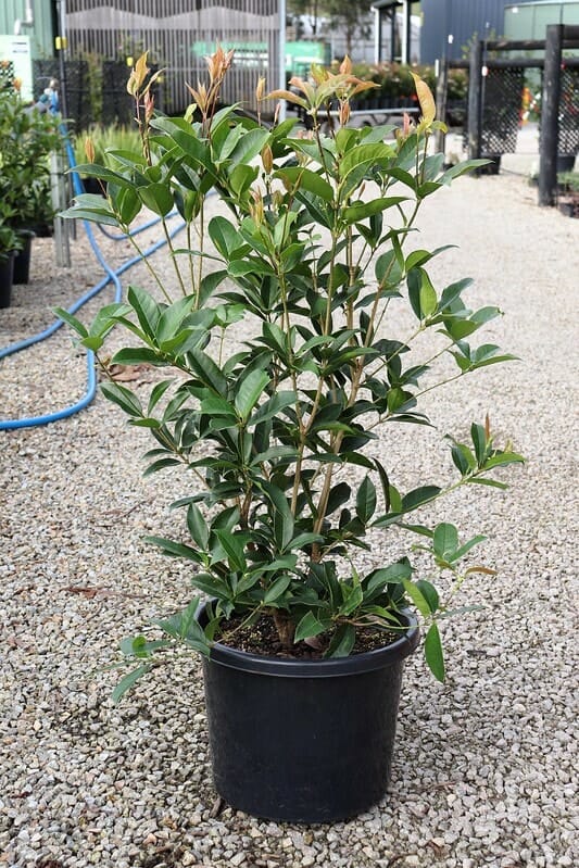 A Osmanthus fragrans 'Sweet Osmanthus' 12" Pot boasts green leaves and reddish-brown buds, placed on a gravel-covered ground, with garden hoses and various plants in the background.