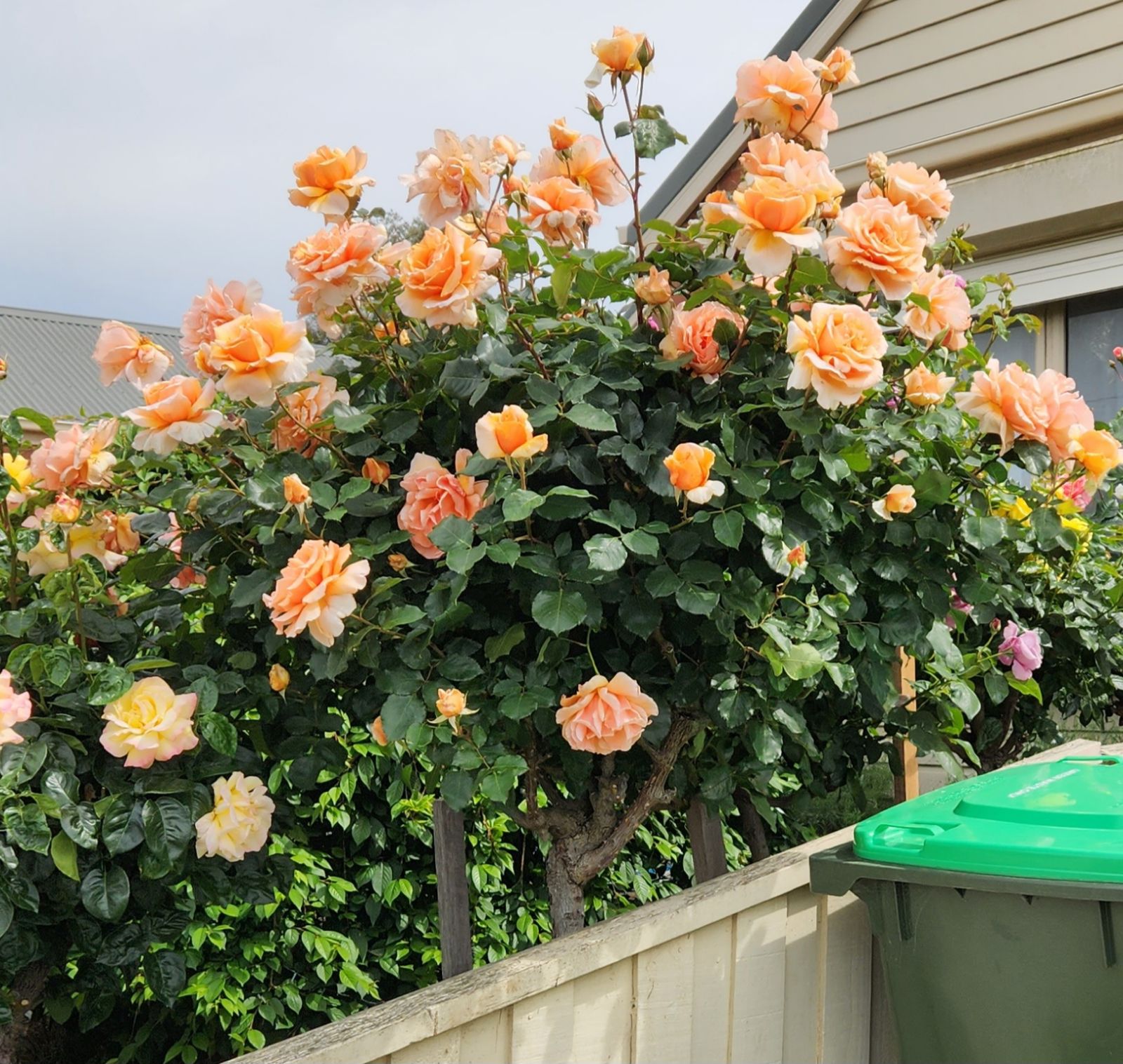 rose hybrid tea david austin orange rose bush flowering with lush green leaves