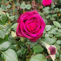 rosa hybrid tea Dark Desire deep purple rich blooms large