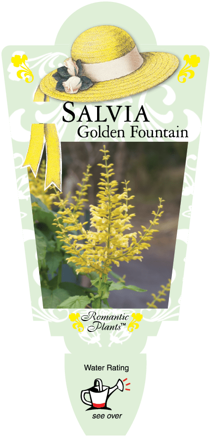 Plant tag for Salvia 'Golden Fountain' 4" Pot, featuring an image of the yellow-flowered plant and a symbol indicating water rating. The tag includes a decorative hat illustration at the top and fits perfectly with a 4" pot.