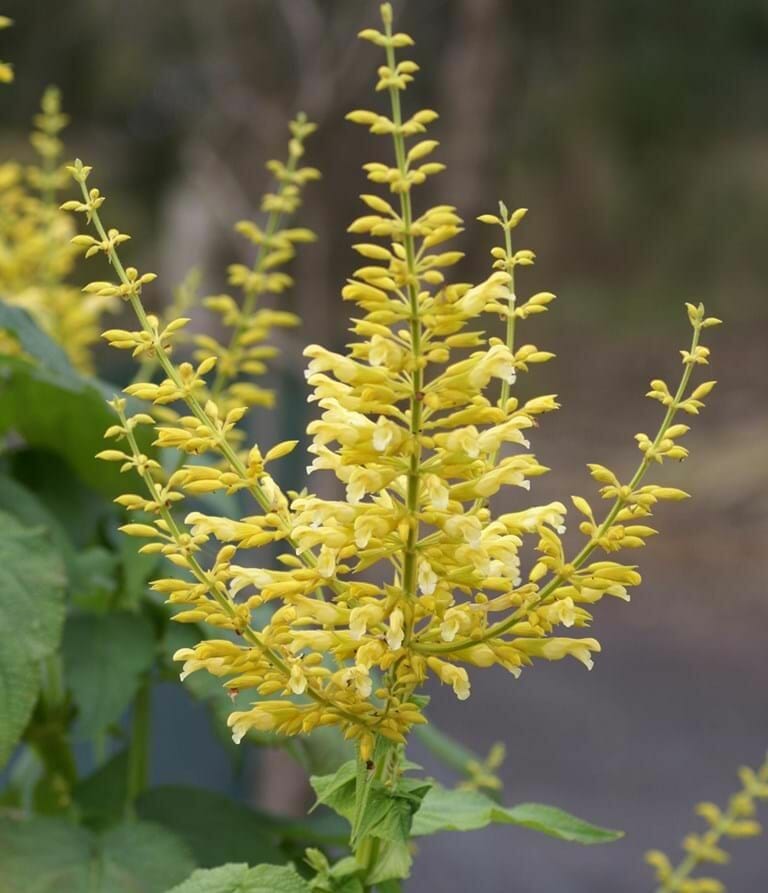 Close-up of a tall, yellow flowering plant, known as Salvia 'Golden Fountain' 4" Pot, with multiple small blooms arranged in a spire-like formation. It is set against a blurred background of green foliage and a grey surface, thriving beautifully in its 4" pot.