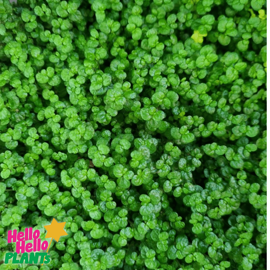 Soleirolia 'Baby's Tears' 6" Pot