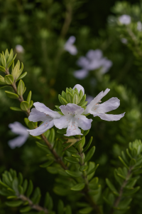 A close-up of Westringia glabra 'Violet Westringia' shows its small light purple petals blooming among green leaves and stems, with more flowers softly blurred in the background.