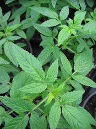 Lush green Balm of Gilead plants, known for their healing properties, with vibrant leaves growing closely together in a garden bed.